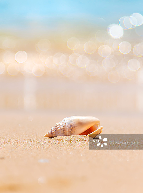 海边沙滩上的贝壳局部对焦图片素材
