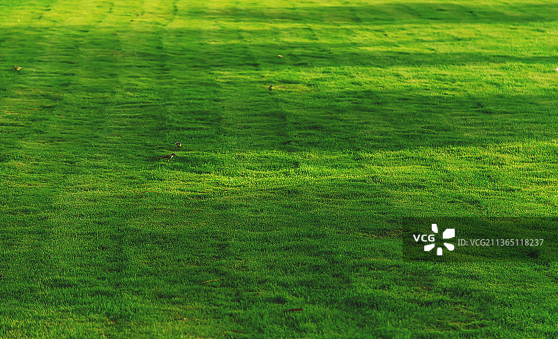 美丽的绿色草坪纹理图片素材