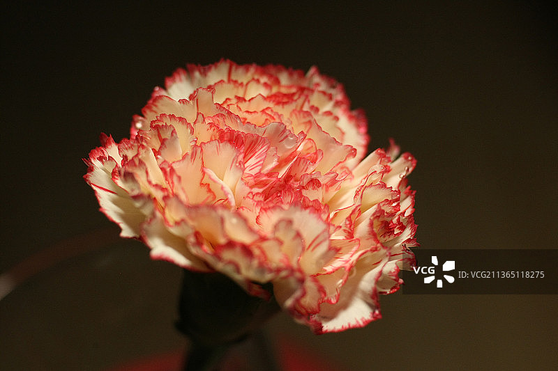 粉色玫瑰花特写图片素材