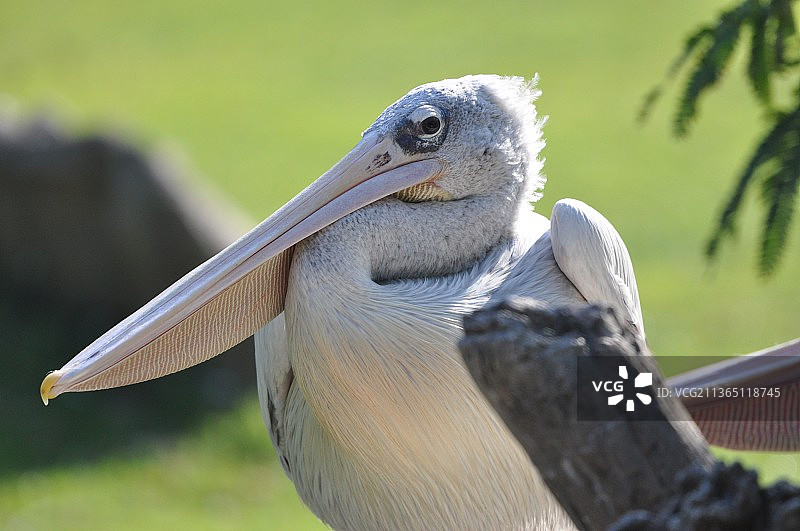辛辛那提动物园和植物园的鹈鹕图片素材