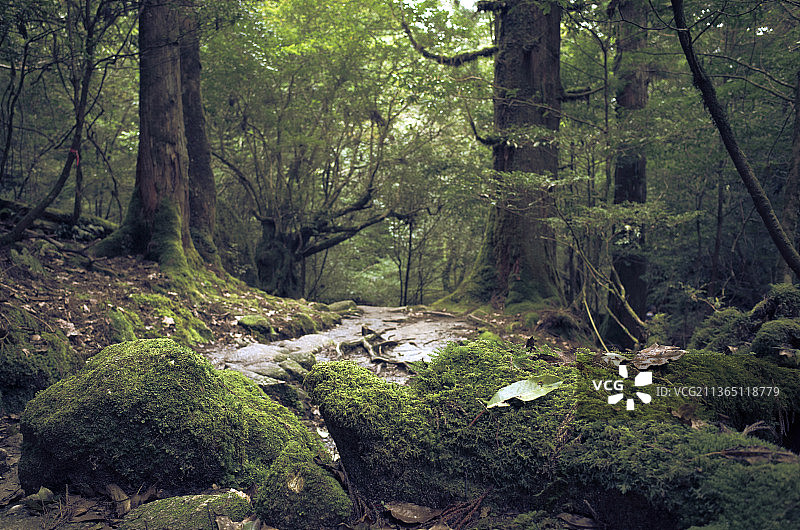 屋久岛森林，林中生长的树木图片素材