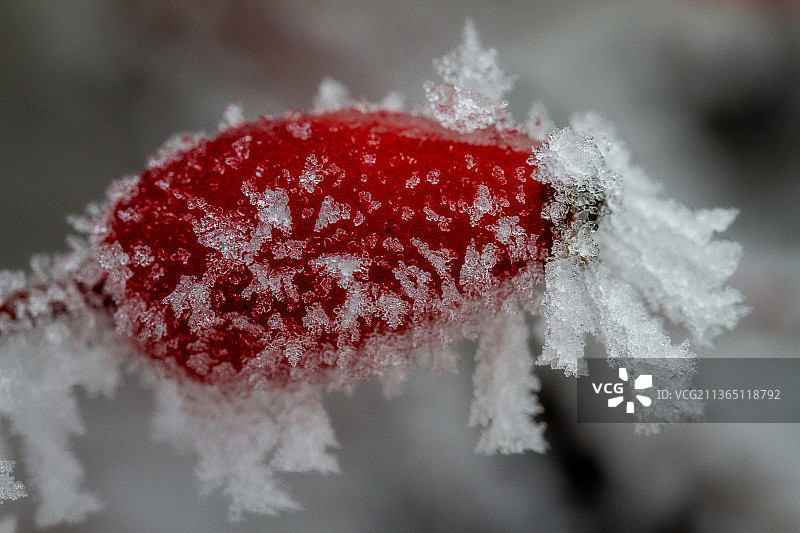 冰玫瑰花蕾特写图片素材