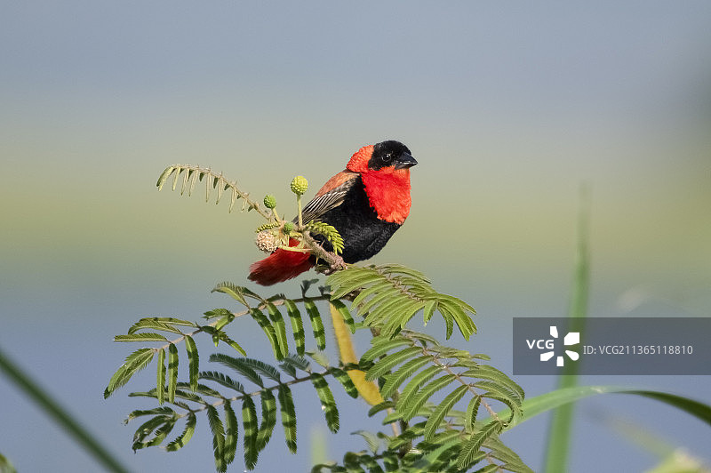 西非火绒织布鸟，彩绘鹀栖息在植物上的特写图片素材