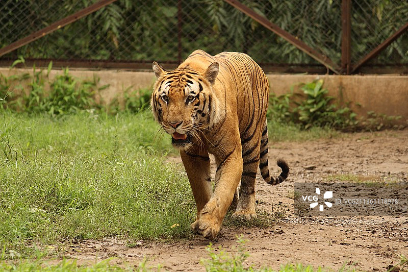 大型猫科动物老虎：老虎在田野上行走图片素材