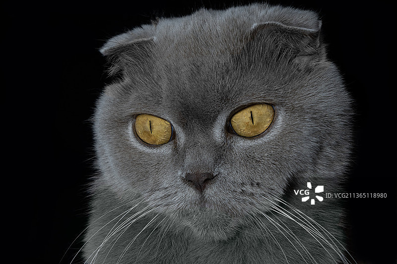 黑色背景上的苏格兰折耳灰猫肖像图片素材