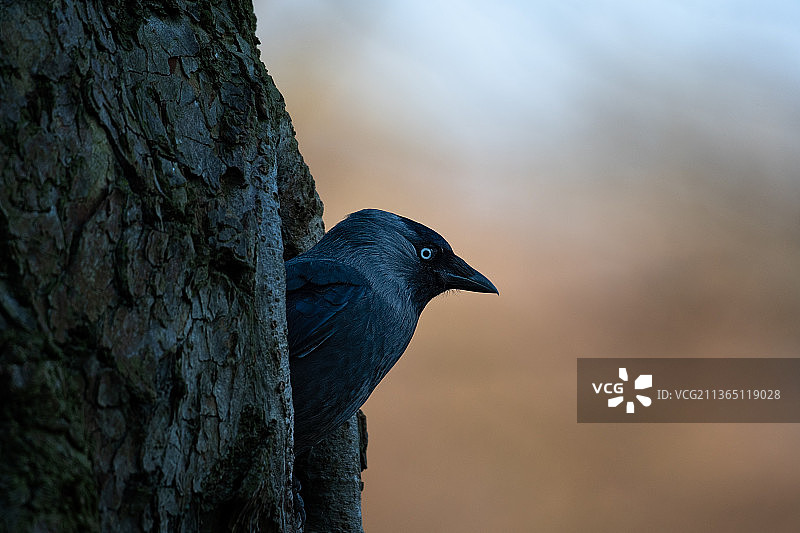 栖息在树干上的小嘴乌鸦（Coloeus monedula）特写图片素材