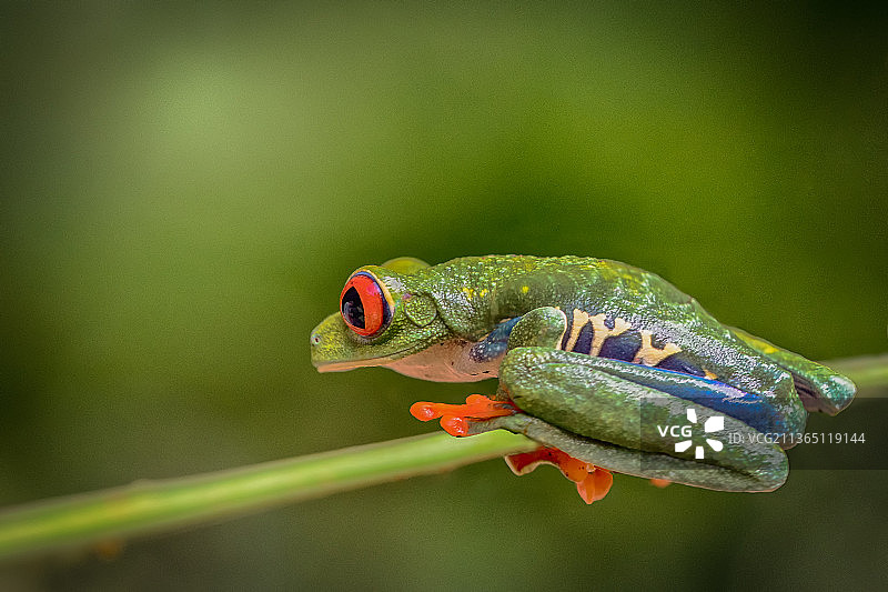 红眼树蛙特写图片素材
