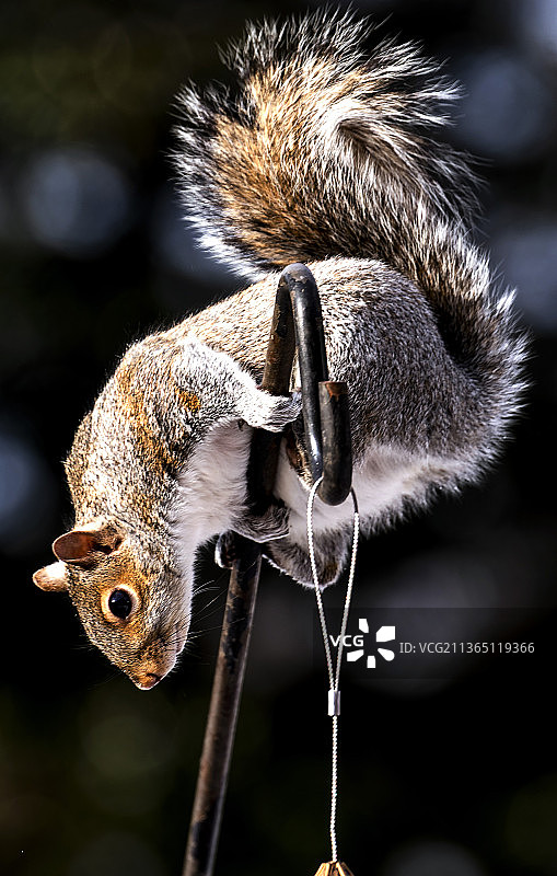 灰色松鼠悬挂在树枝上（银泉，马里兰州，美国）图片素材