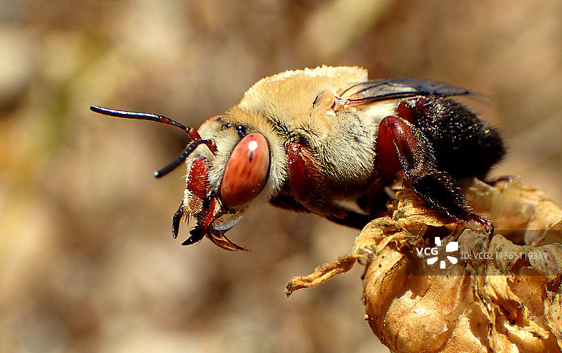 红腿蜂鸟，美国图片素材