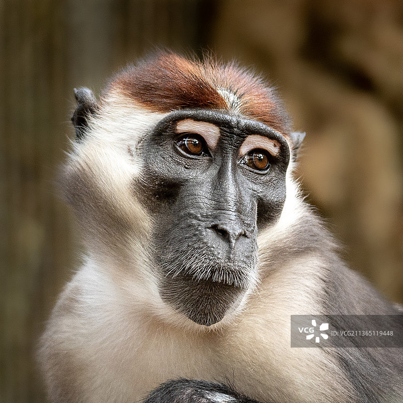 动物肖像：凝视远方的猕猴，西班牙巴塞罗那图片素材