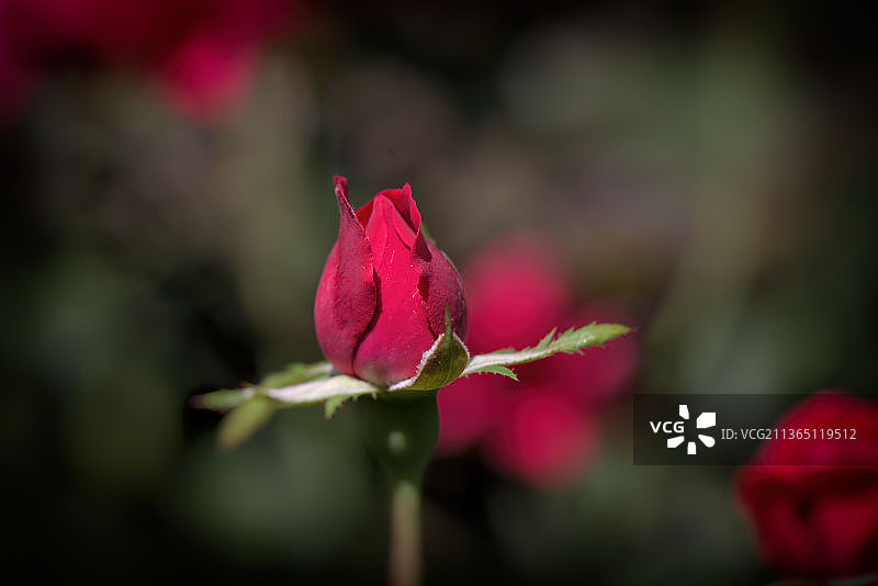 粉色玫瑰花蕾特写图片素材