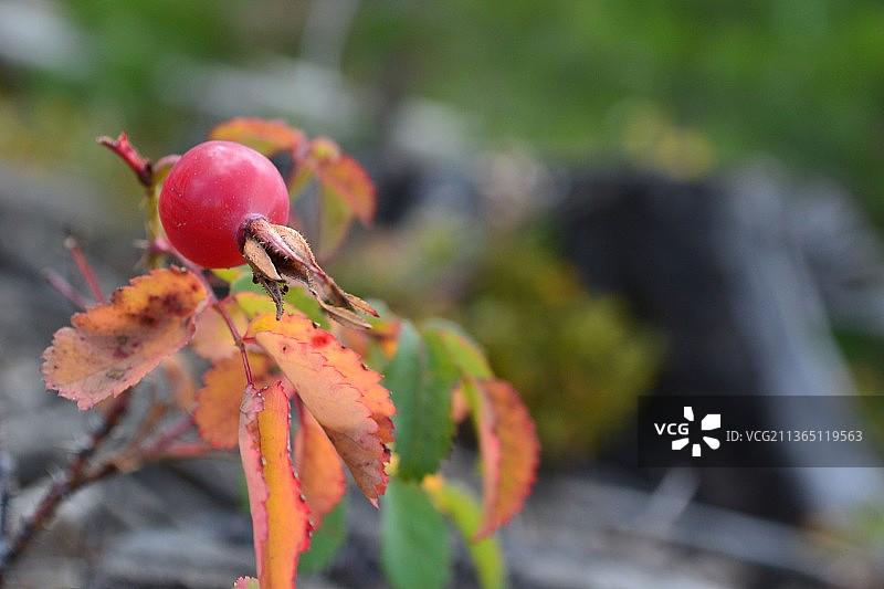 红色开花植物特写，美国科罗拉多州格兰德县图片素材