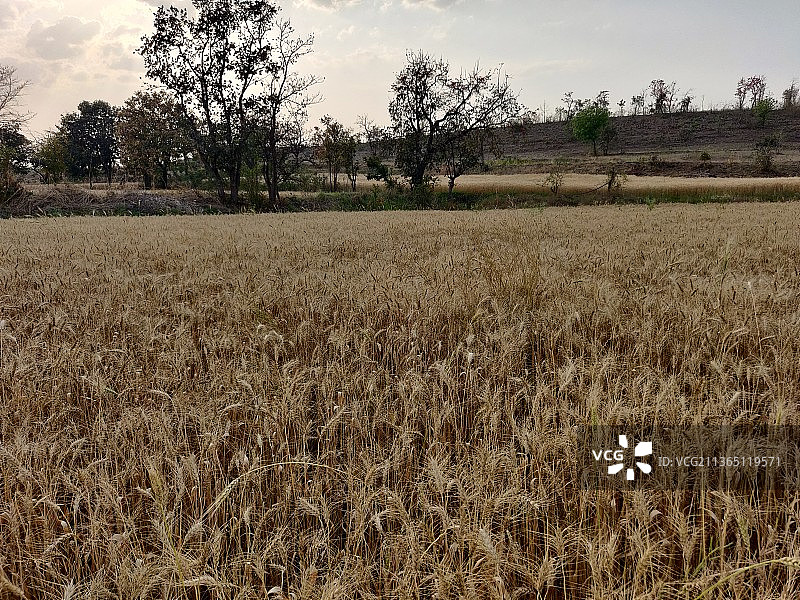待收割的小麦作物图片素材