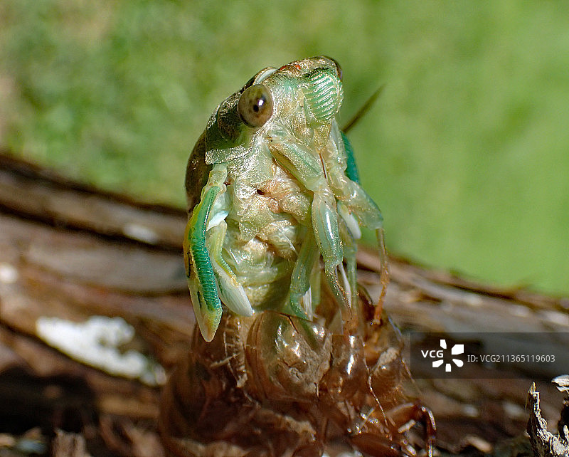 蝉和树枝上的青蛙特写图片素材