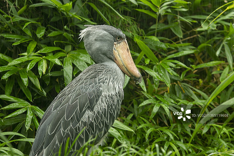 灰色苍鹭栖息在草地上的特写图片素材
