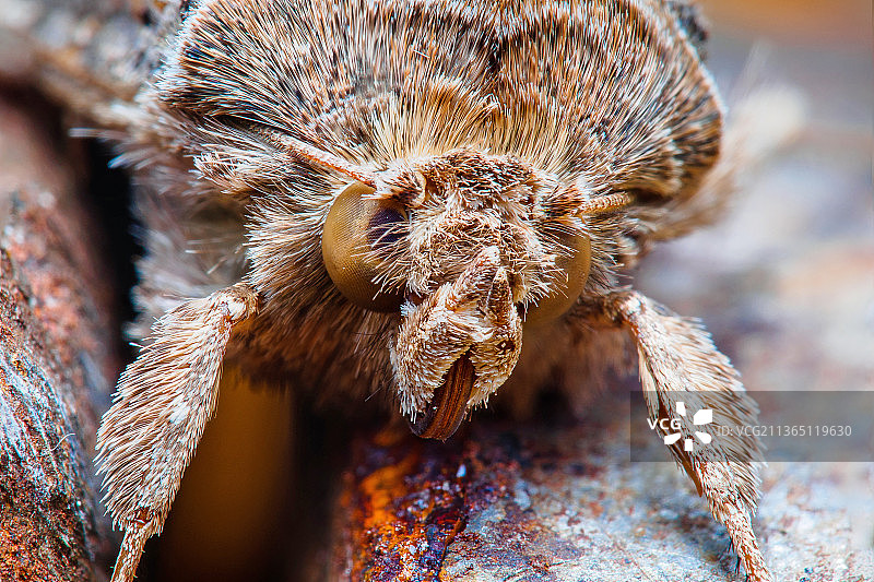 特写的昆虫图片素材
