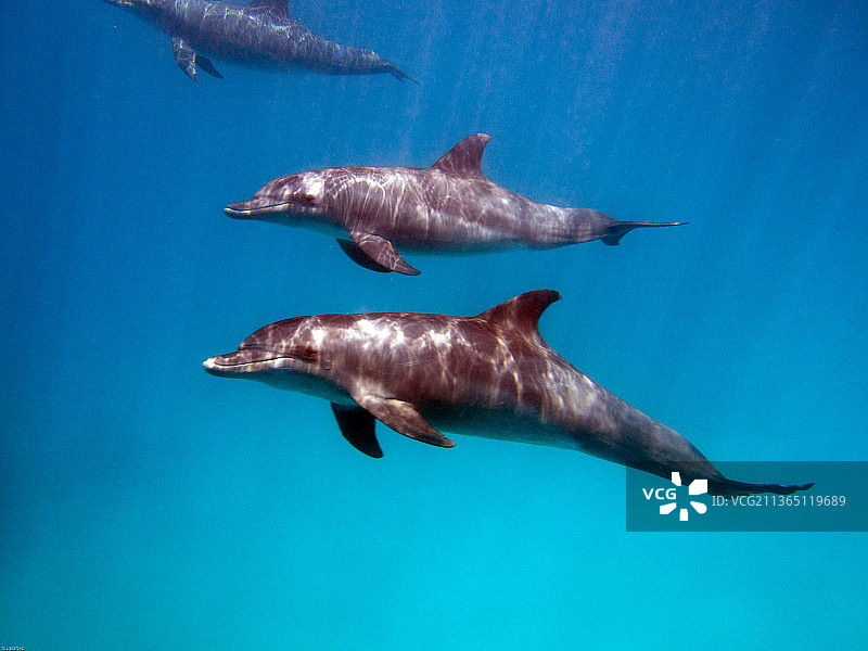游泳的海中宽吻海豚高角度视图图片素材