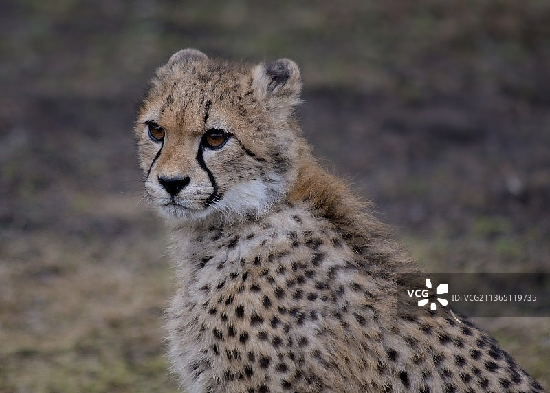 非洲猎豹在田野上的特写，华沙，波兰图片素材