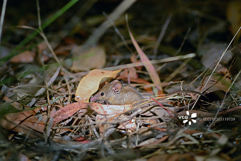 蜜袋鼯 - 西南澳特有，青蛙在田野上的特写图片素材