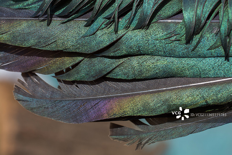 用于装饰目的的美丽鸟类羽毛图片素材