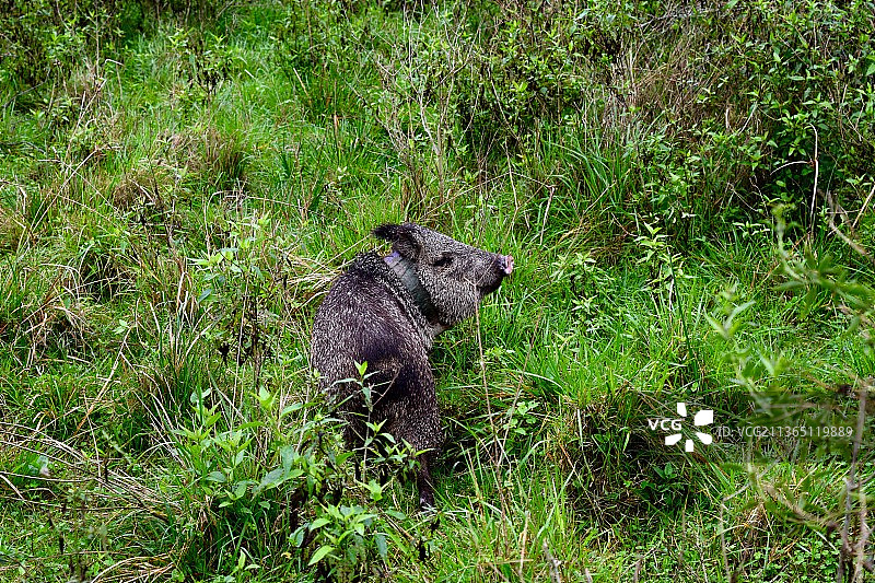 转身的西貒，草地上松鼠的特写镜头图片素材
