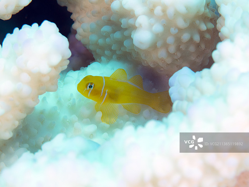 破碎的家，海葵小丑鱼在海中畅游的特写，沙特阿拉伯麦加省图片素材