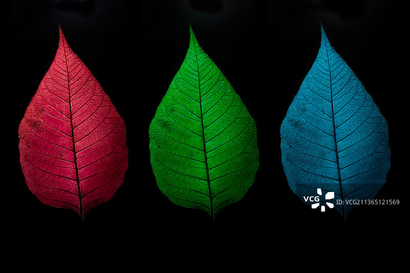 相框中的彩色树叶，黑色背景下的树叶特写图片素材