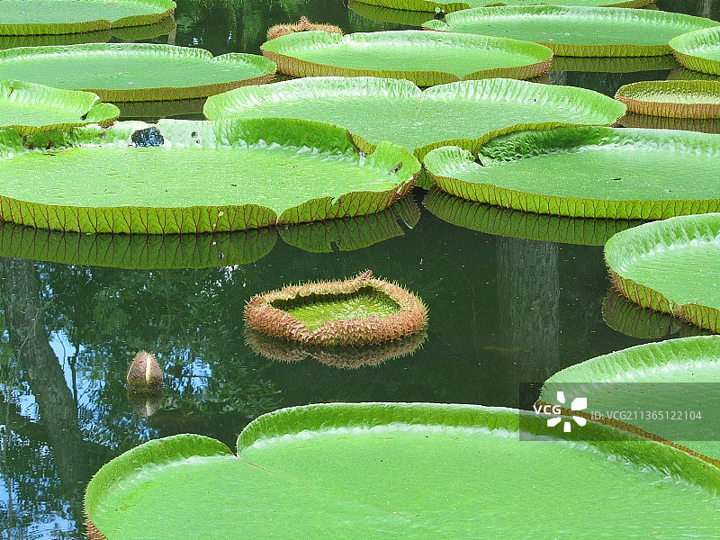 毛里求斯湖中睡莲的户外高角度视图图片素材