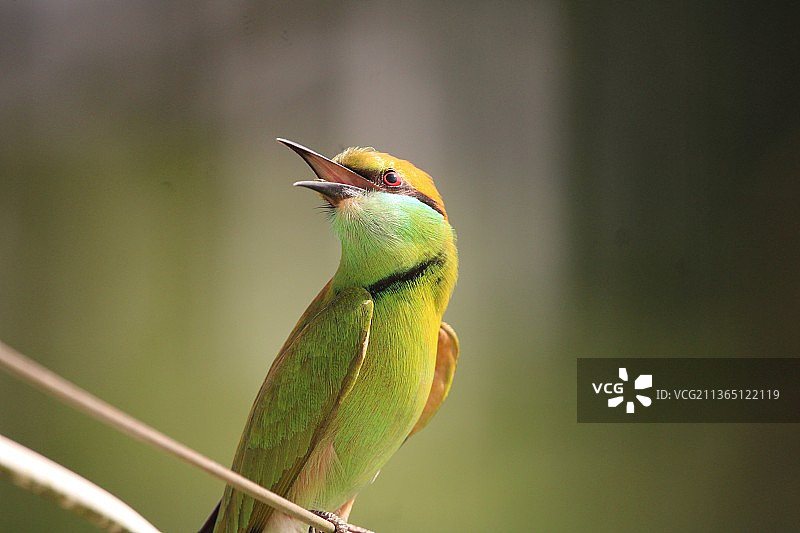 蜜蜂栖息在植物上特写图片素材