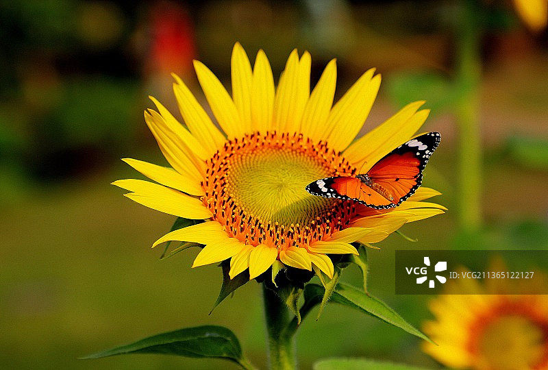 蝴蝶在黄色花朵上采蜜特写（印度奥里萨邦卡塔克）图片素材