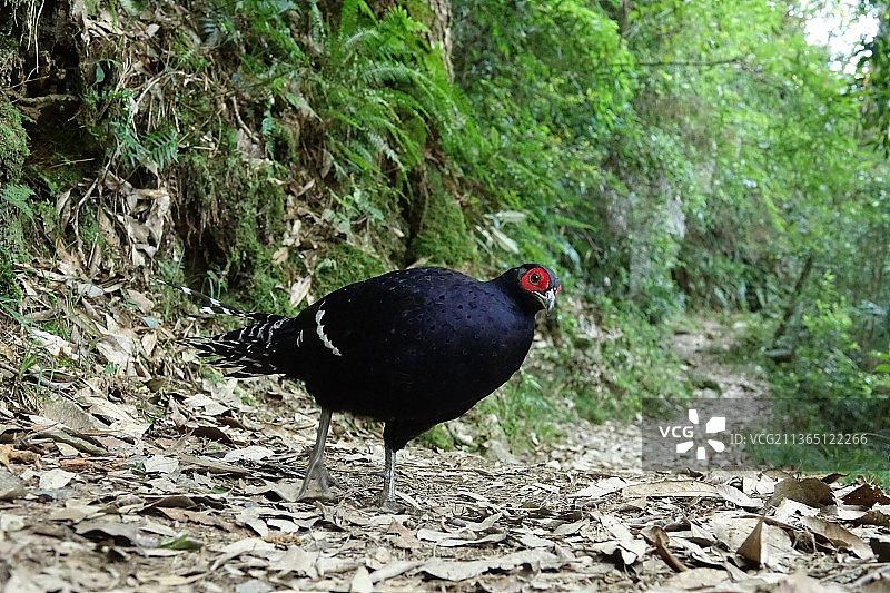 台湾帝雉特写图片素材