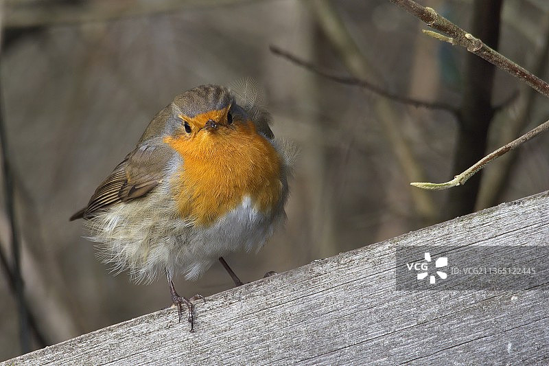 德国知更鸟栖息在栏杆上特写图片素材