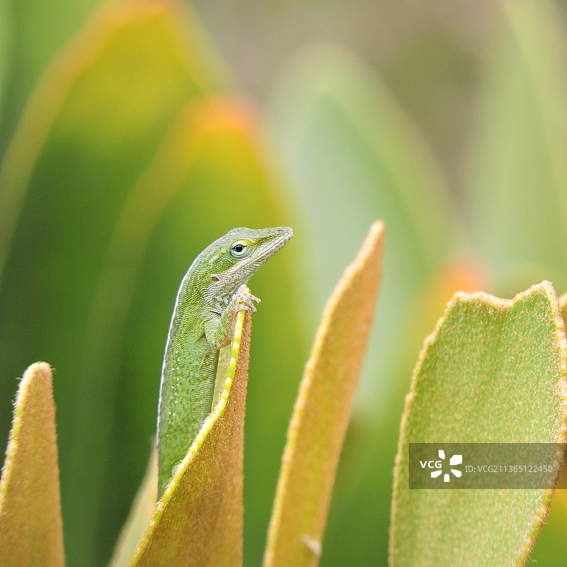 绿色的绿变色蜥蜴，植物上的变色蜥蜴特写，圣地亚哥，加利福尼亚州，美国图片素材