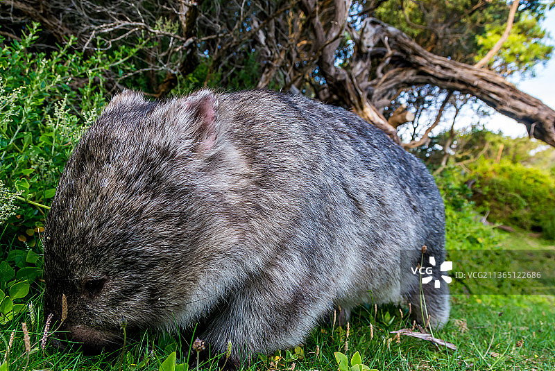 袋熊特写：草地上的猪图片素材