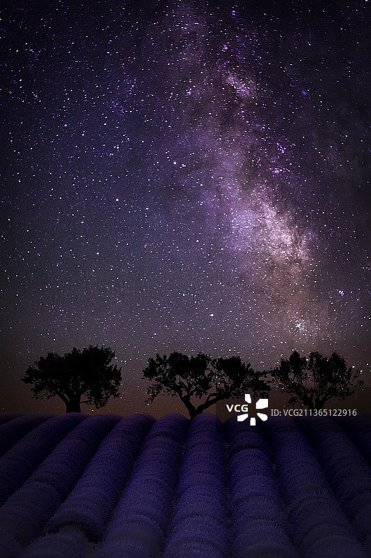 星空下夜间树木仰视图片素材