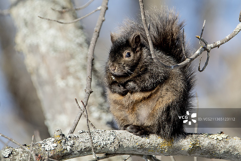 松鼠，灰色松鼠在树枝上的特写，加拿大安大略省渥太华图片素材