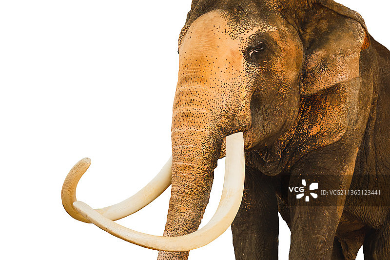 泰国大象，白色背景中孤立的象鼻图片素材