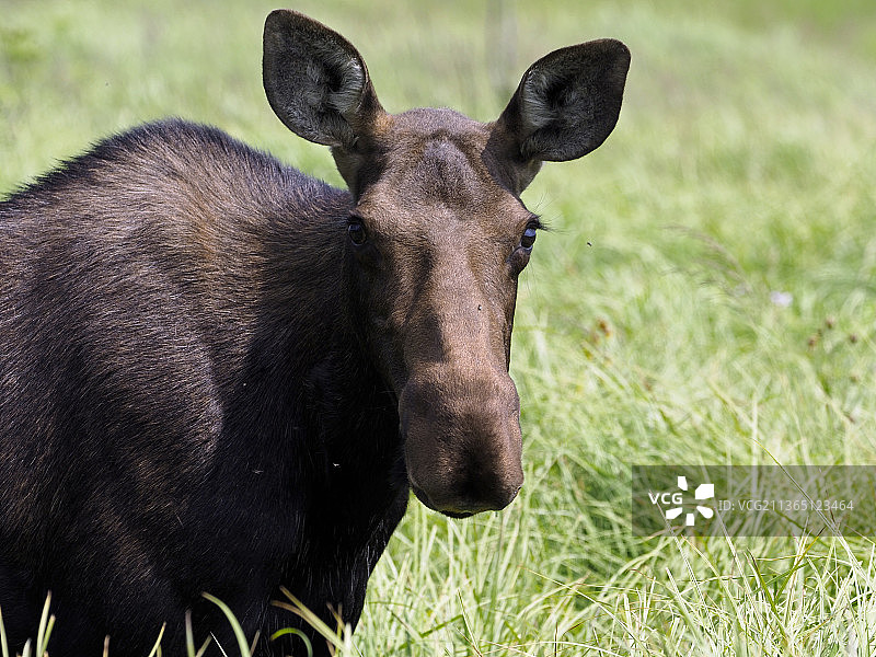 母驼鹿特写，站在科罗拉多州落基山国家公园的田野上图片素材