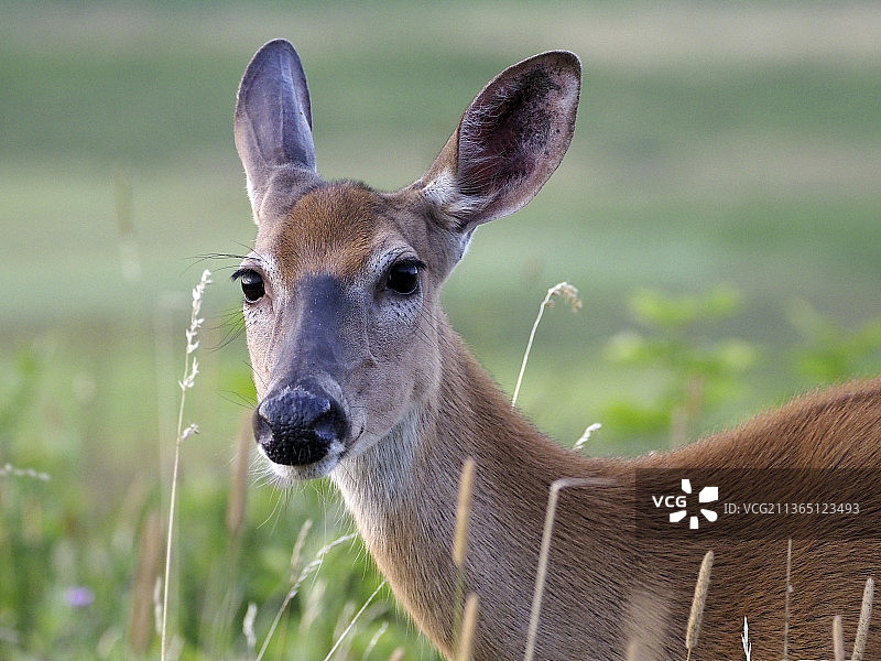 吃草的母鹿图片素材