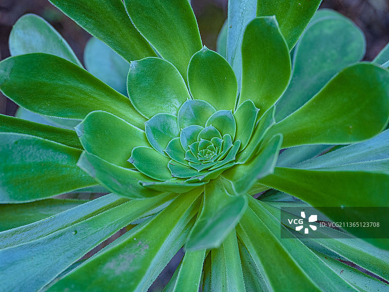西班牙圣克鲁斯-德特内里费省特内里费岛多肉植物特写图片素材
