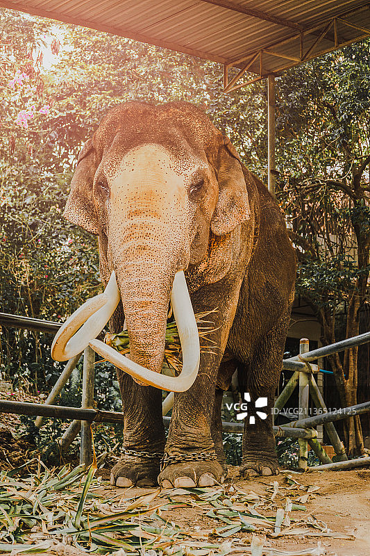 泰国象营中被铁链锁住的亚洲象图片素材