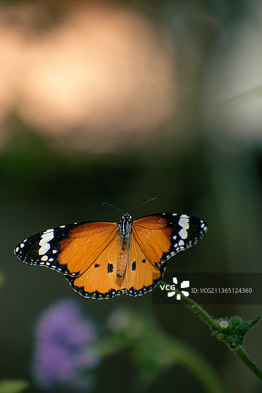 蝴蝶为花朵授粉的特写图片素材