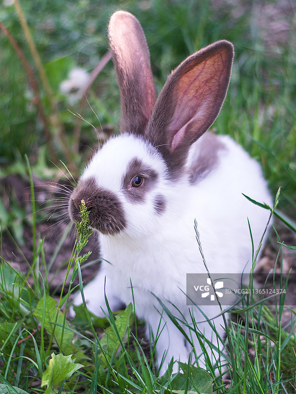 兔子在球场上的特写图片素材
