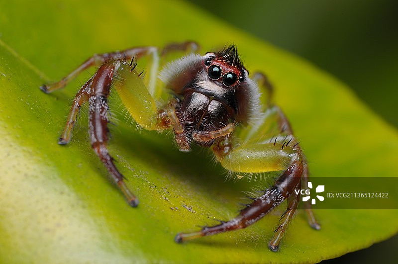 莫普斯跳蛛特写，在树叶上，澳大利亚昆士兰州斯特拉思派恩图片素材