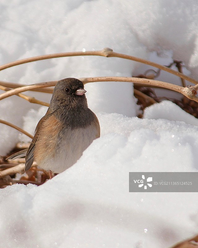 栖息在雪上的深色鸟类特写图片素材