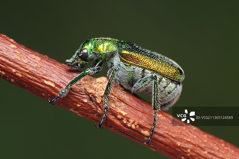 澳洲昆士兰州，木头上特写绿金龟子图片素材