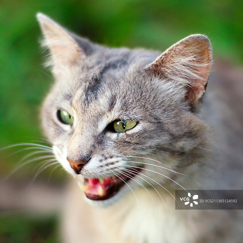 野猫特写图片素材