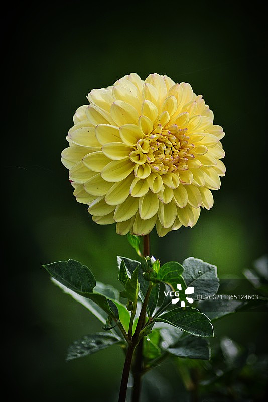 黄色植物特写，印度果阿邦图片素材