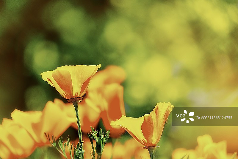 特写：田野上的黄色开花植物图片素材