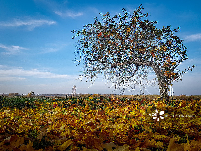 秋日老樱桃树，花卉田野风光，爱沙尼亚塔尔图县穆里图片素材